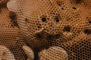 From Aedrian Salazar, Unsplash. The efficiency oh honeycombs
