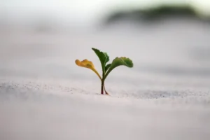 From Jeremy Bishop, Unsplash. Image that represent growth, evolution, different stages
