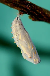 Image of a pupa (insect). Beautiful shot of Illuvis, from Pixabay